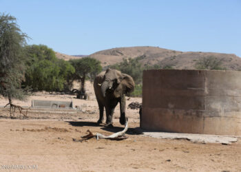 Órgão anticorrupção nigeriano faz parceria com a EIA para combater crimes contra a vida selvagem