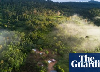 Poderia uma renda básica de £2 por dia ser a chave para proteger as florestas tropicais? | Floresta amazônica