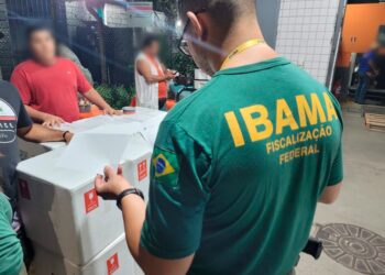 Operação no Aeroporto de Salvador combate tráfico internacional de fauna e flora — Ibama