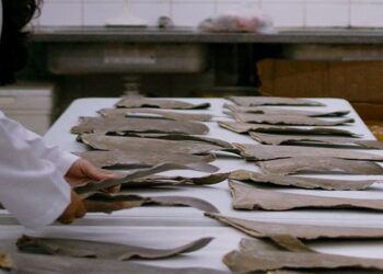 Ibama aplica mais de meio milhão de reais em multas por transporte ilegal de barbatanas de tubarão no Maranhão — Ibama