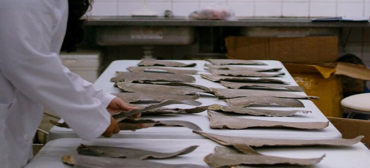 Ibama aplica mais de meio milhão de reais em multas por transporte ilegal de barbatanas de tubarão no Maranhão — Ibama