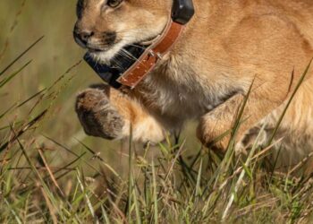 Guia de gestão de conflitos com carnívoros terrestres é lançado em seminário realizado em MG — Ibama