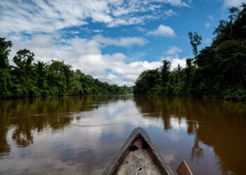 Proteção de árvores gigantes da Amazônia é tema de websérie; assista - FAS
