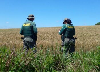Ibama combate cultivo de transgênicos em Terras Indígenas de SC e MS — Ibama