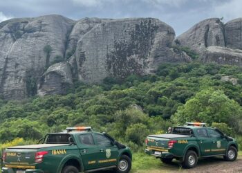 Ibama emite 41 notificações por possíveis fraudes no controle do javali no RS — Ibama