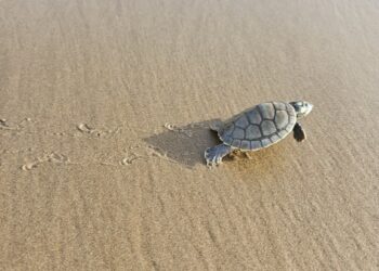 Artigo sobre o Programa Quelônios da Amazônia é publicado na revista internacional Biodiversity and Conservation — Ibama