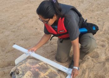 PQA realiza pesagem e medição de mais de 300 tartarugas-da-amazônia, em RO — Ibama