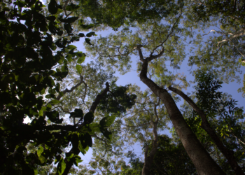 Evento debate estratégias para a recuperação ambiental no Brasil — Ibama