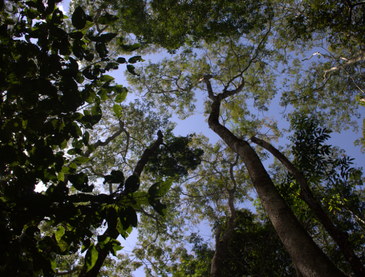 Evento debate estratégias para a recuperação ambiental no Brasil — Ibama