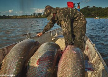 Manejadores de pirarucu são beneficiados com cursos para aprimorar processo de rastreabilidade do pescado - FAS