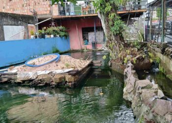 Ipaam multa em R$ 140 mil homem por criar tartarugas, pirarucus e tambaquis ilegalmente em casa no Parque Dez