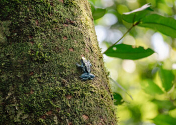 No Dia da Mentira, saiba o que são mitos e verdades sobre a Amazônia e sua importância - FAS