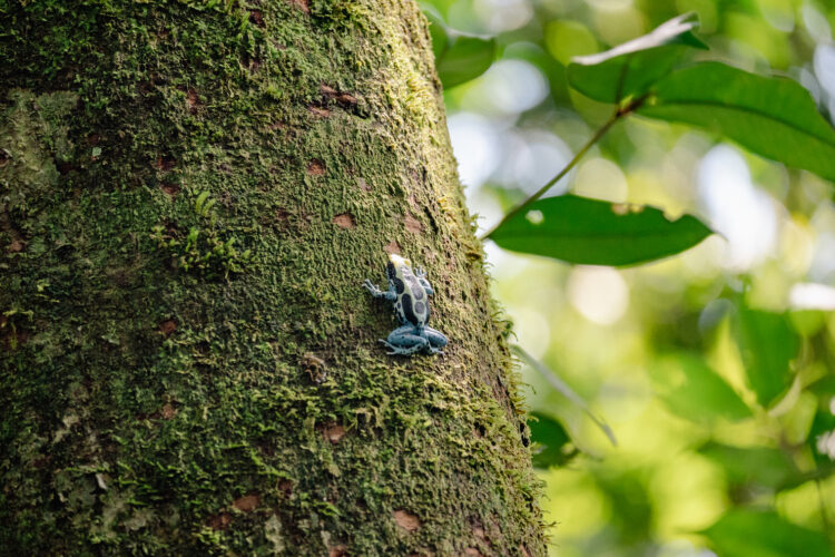 No Dia da Mentira, saiba o que são mitos e verdades sobre a Amazônia e sua importância - FAS