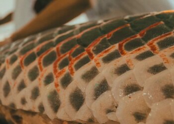 Tecnologia social impulsiona manejo sustentável do pirarucu na RDS Mamirauá - FAS