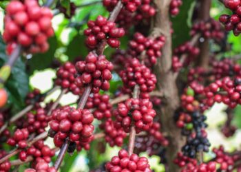Produção de café no Amazonas deve atingir a marca de 2,2 mil toneladas em 2025, segundo o Idam