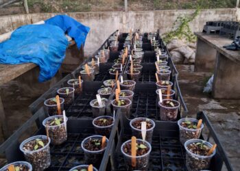 Estudo apoiado pelo Governo do Amazonas analisa potencial ornamental de folhas e frutos