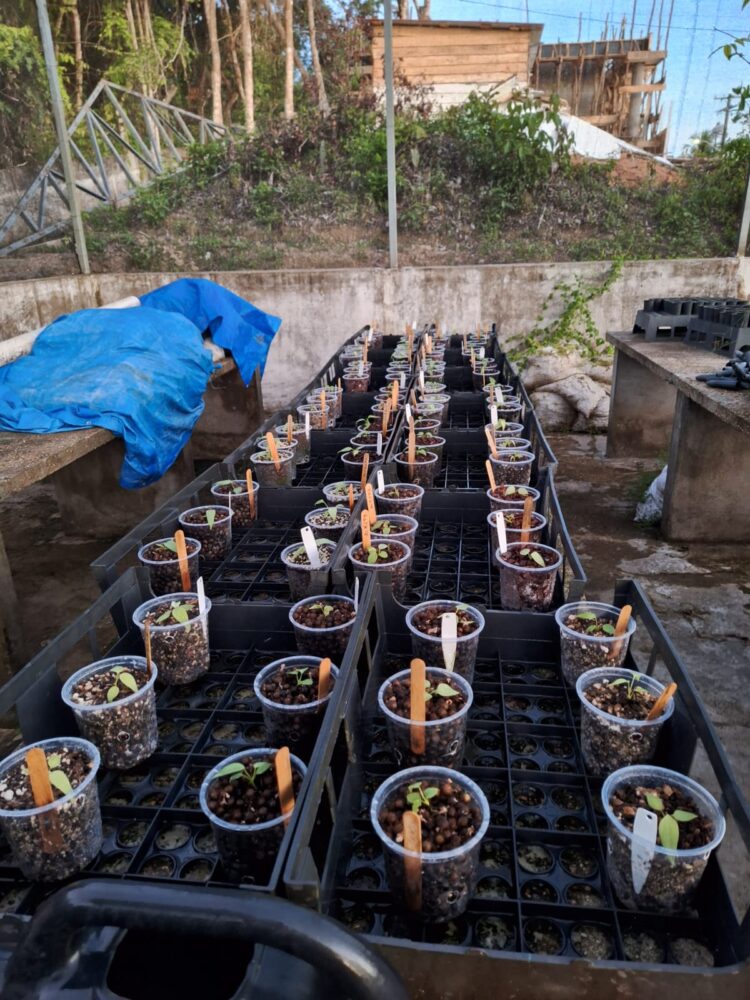Estudo apoiado pelo Governo do Amazonas analisa potencial ornamental de folhas e frutos