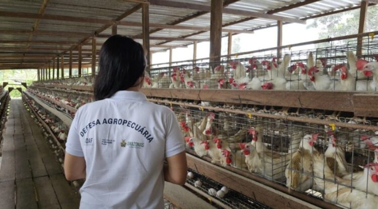Influenza Aviária: Adaf emite orientações aos Responsáveis Técnicos de granjas do Amazonas