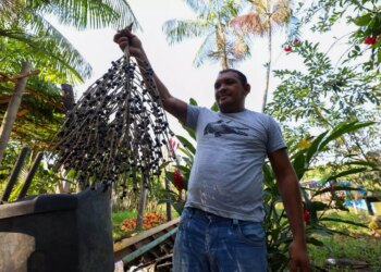Inova Sociobio destinará até R$ 2,4 milhões para fortalecer sociobiodiversidade no Pará - FAS