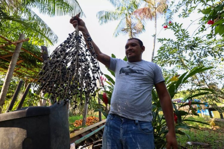 Inova Sociobio destinará até R$ 2,4 milhões para fortalecer sociobiodiversidade no Pará - FAS
