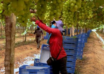 Caminhos da Reportagem: Vale do São Francisco, o sertão tecnológico