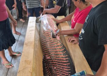 Em Maraã, Idam apoia a pesca manejada do pirarucu com curso e assistência técnica