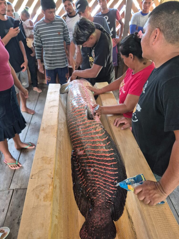 Em Maraã, Idam apoia a pesca manejada do pirarucu com curso e assistência técnica