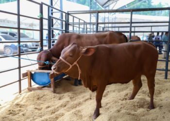 Expoagro 2025: Governo do Amazonas concede isenção de ICMS durante a 47ª edição do evento