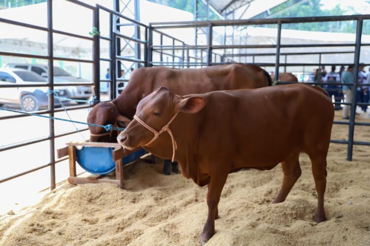 Expoagro 2025: Governo do Amazonas concede isenção de ICMS durante a 47ª edição do evento