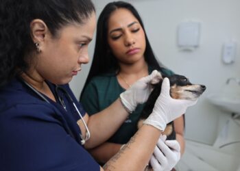 Hospital Público Veterinário do Amazonas inicia atendimentos a população