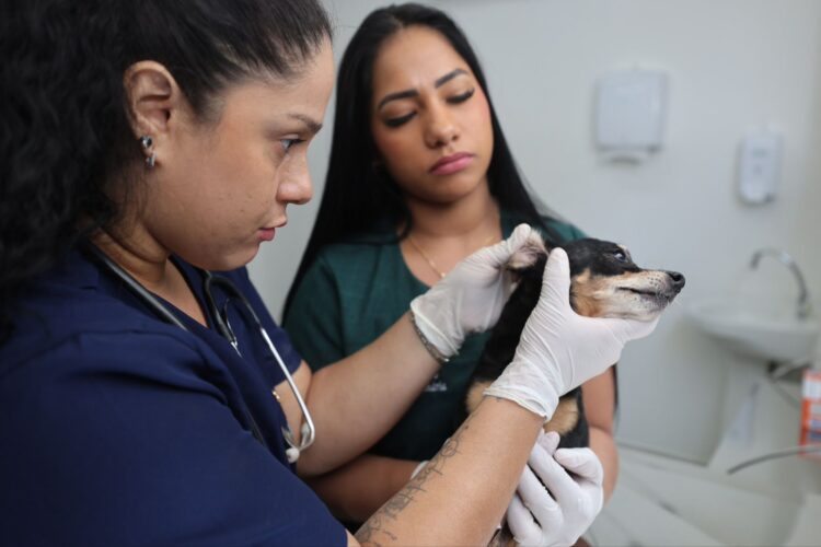 Hospital Público Veterinário do Amazonas inicia atendimentos a população