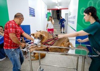 Governador Wilson Lima destaca mais de 3 mil procedimentos na primeira semana do Hospital Público Veterinário do Amazonas