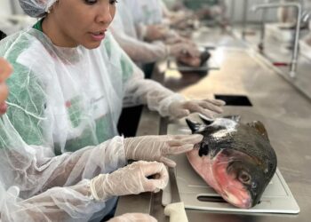 Projeto apoiado pelo Governo do Amazonas incentiva o aprendizado sobre aquicultura e sustentabilidade, em Presidente Figueiredo