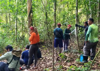 Implantação do Parque Estadual das Árvores Gigantes da Amazônia entra em nova fase de execução - FAS