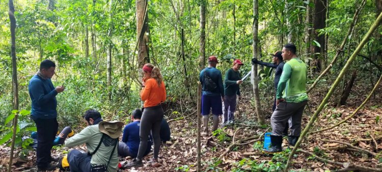 Implantação do Parque Estadual das Árvores Gigantes da Amazônia entra em nova fase de execução - FAS