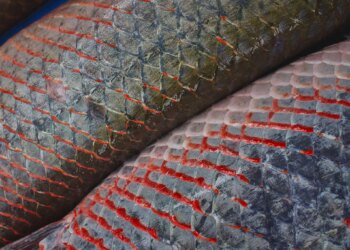 MMA, KfW e FAS lançam edital de R$ 70,2 milhões para criação de Núcleos de Desenvolvimento da Sociobioeconomia na Amazônia - FAS