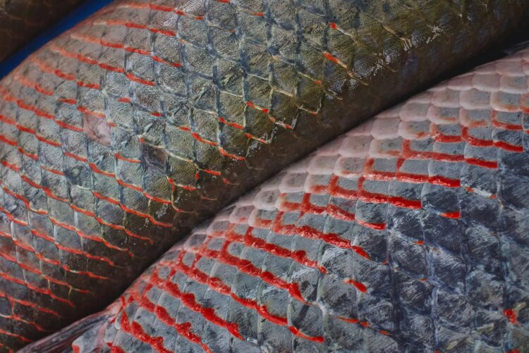 MMA, KfW e FAS lançam edital de R$ 70,2 milhões para criação de Núcleos de Desenvolvimento da Sociobioeconomia na Amazônia - FAS