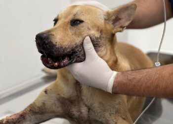 Cadela ferida por ‘catolé’ na virada do ano será operada no Hospital Público Veterinário sob cuidados da Sepet