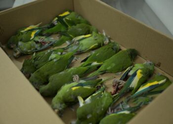 Secretaria de Estado de Proteção Animal resgata aves atropeladas em Manaus