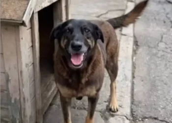 ‘Se ele fez e ficar provado, tem que responder’, diz pai de investigado por morte de cão Orelha – País