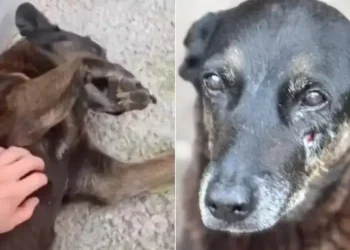 Caso Orelha: delegado diz não haver imagens de adolescentes agredindo o cão – País