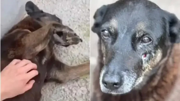 Caso Orelha: delegado diz não haver imagens de adolescentes agredindo o cão – País