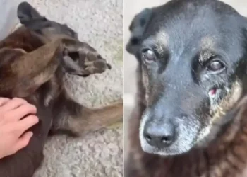 Adolescentes investigados por morte do cão Orelha voltam ao Brasil após viagem aos EUA – País