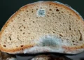 Mofo nos alimentos: é seguro consumir após retirar a parte afetada?