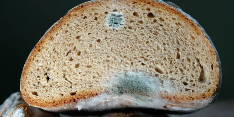 Mofo nos alimentos: é seguro consumir após retirar a parte afetada?