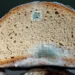 Mofo nos alimentos: é seguro consumir após retirar a parte afetada?
