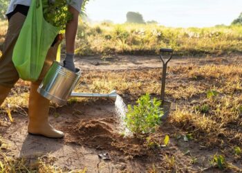 Amazonas institui Banco de Créditos de Reserva Legal para ampliar compensação ambiental no estado