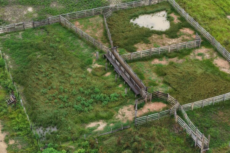 Operação Tamoiotatá 6: Ipaam autua três pessoas e aplica mais de R$ 1,7 milhão em multas em Humaitá