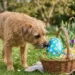 Alerta de Páscoa: ingestão de chocolate por pets pode causar intoxicação