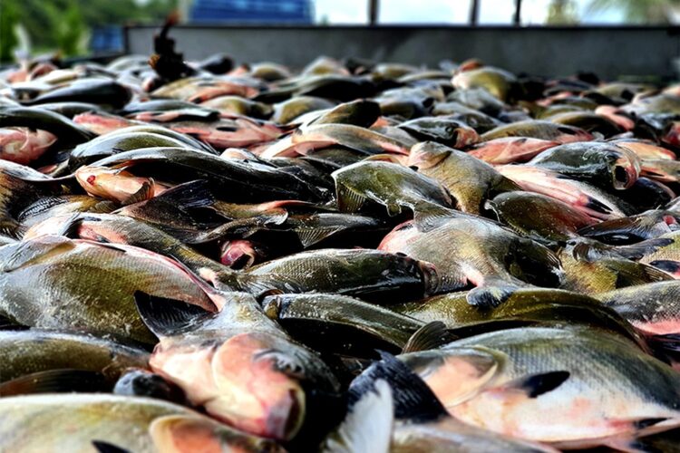 Período de defeso do tambaqui, iniciado em outubro, termina no Amazonas nesta terça-feira